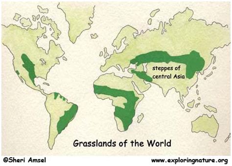 Steppes Of Central Asia