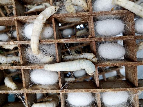Silkworms Spin A Potential Microplastics Substitute United States