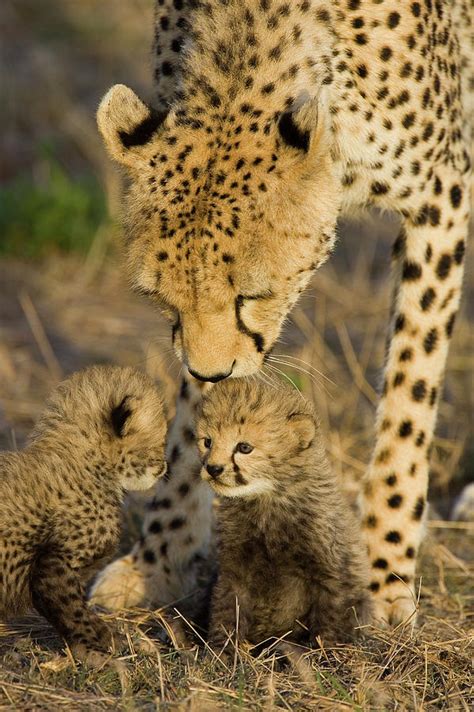 Animal Moms And Their Babies By Photographer Suzy Eszterhas