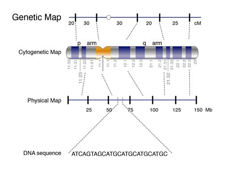 Genetic Mapping Linkage Map Chromosome Map Part Youtube Images