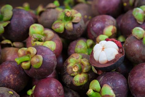 Bukan hanya daging buahnya saja, kulit manggis juga sudah terbukti berkhasiat untuk kesehatan. 12 Tanaman Obat Asam Urat Paling Ampuh » Taman Inspirasi SAFA