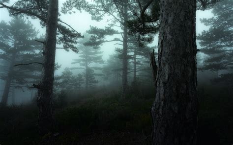 Wallpaper Sunlight Trees Landscape Forest Dark Hill Nature