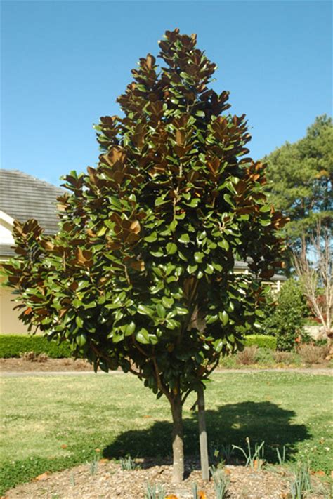 It is a narrow upright growing cultivar that. Magnolia Grandiflora - - Semi-mature and mature Magnolia ...