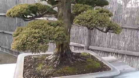 Bonsai盆栽 Sugijapanese Cedar 杉stylestraight Trunk 直幹