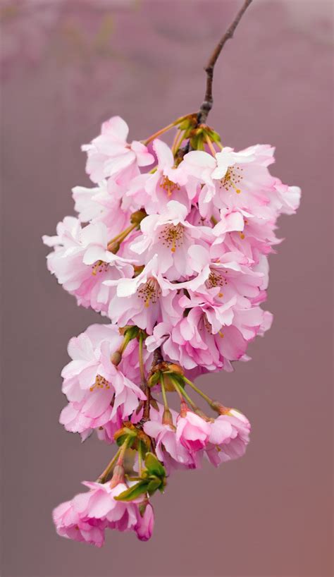 Pink Cherry Blossom Flowers Free Stock Photo Public