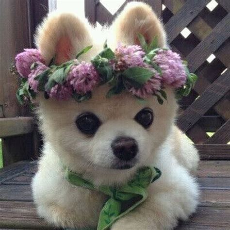 Dogs With Flower Crowns Is Basically A Smile Factory On Instagram Racked