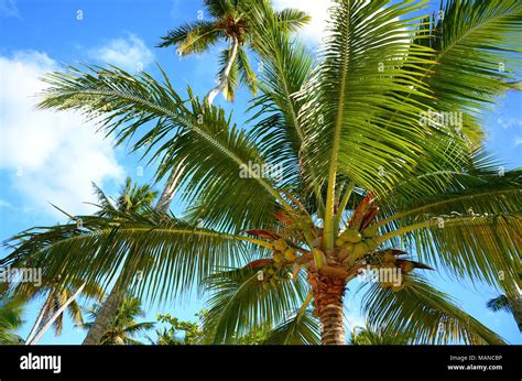 Coconut Palm Trees Perspective View Stock Photo Alamy