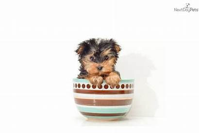 Bella Teacup Yorkie Terrier Yorkshire Affordablepup