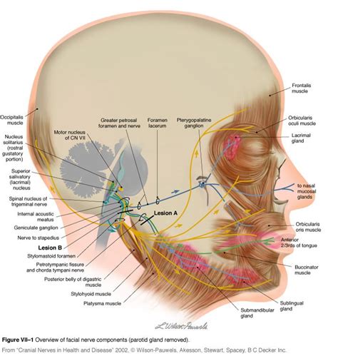 Neuritis Ulnar