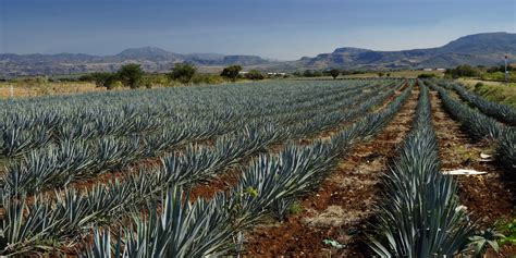 22 Photos of Tequila, Jalisco That Will Have You Thirsting for a Visit