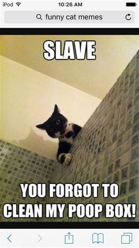 Anything to do with cats? Funny Cats Memes Clean - Cat's Blog