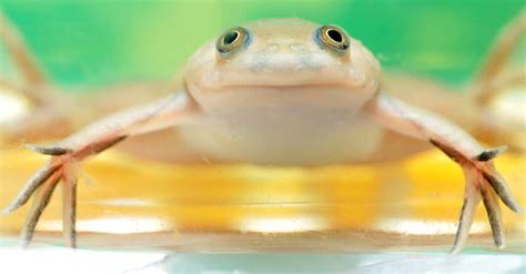 5 Types Of Aquatic Frogs Most Are Clawed Imp World