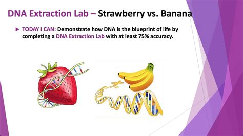Dna Extraction Lab Strawberry Vs Banana Youtube