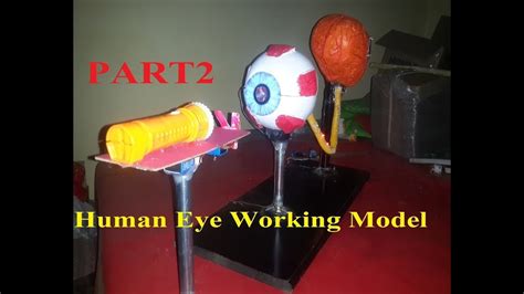 Human Eye Working Model Anatomy Of The Human Eye2018 Youtube
