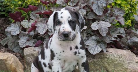 Gentle giants rescue and adoptions rescues as many as one thousand or more dogs and puppies each year from. Big Boy Great Dane Puppy For Sale In Ohio Puppyfinder Com ...