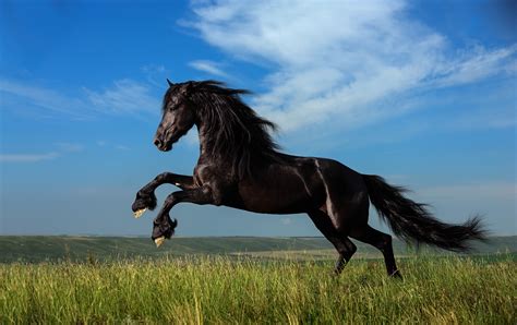 Horses 2017 Hd Wallpapers Collections