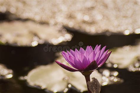 Purple Lotus Flower Yellow Pollen With The Lotus Green Leaves In The