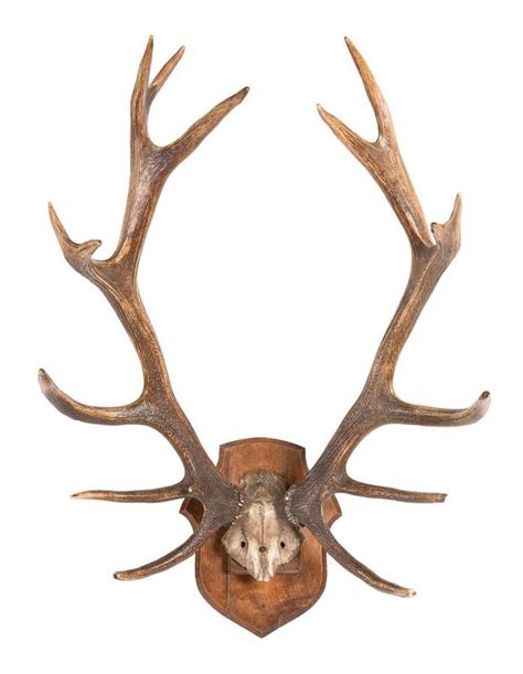 A Pair Of Large Wall Mounted Deer Antlers French 19th Century