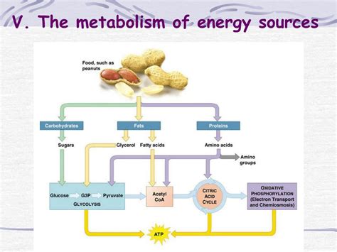 Ppt Energy Producing Pathways Powerpoint Presentation Free Download