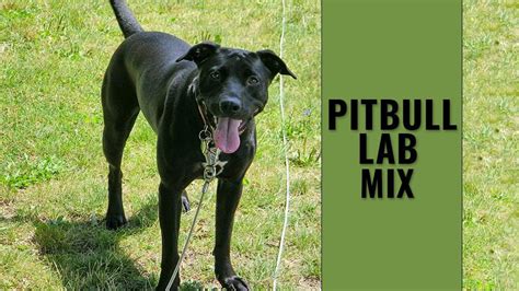 pitbull lab mix complete guide   bullador owner petmoo