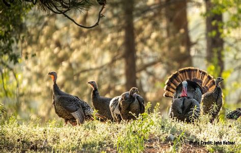 Bowhunters Start Preparing For Turkey Season Bowhunters United