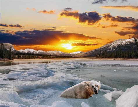 Sunset Landscape Snow Ice Polar Bear Winter River Clouds Sky