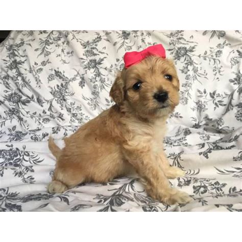 Please scroll down below to see available and for those seeking the gold standard when adopting a new puppy, my doodle maltipoos offers an experience that is just not offered through other breeders. Hypoallergenic Maltipoo puppy for sale in Downey ...