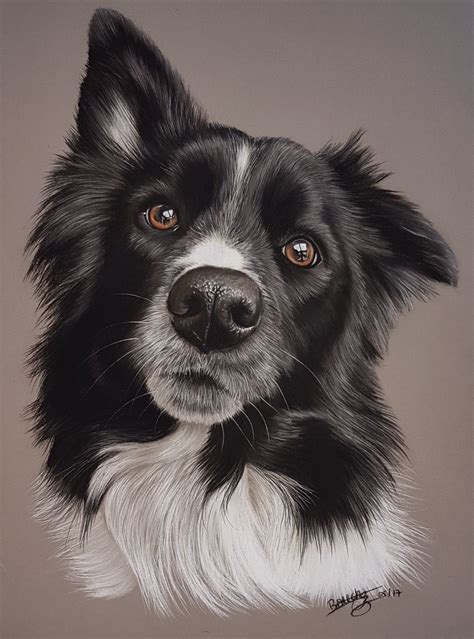 Igor Border Collie Pastels 30 Par 40cm Dog Portraits Painting Animal