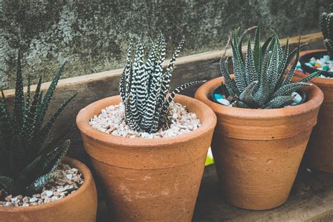 Wallpaper Id 249805 Potted Succulent 4k Wallpaper Free Download