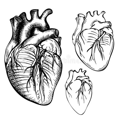 Engraving Illustration Human Heart Stock Illustrations 949 Engraving