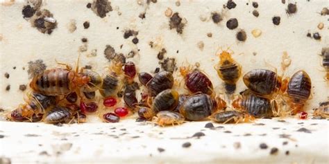 Other Bugs Mistaken For Bed Bugs