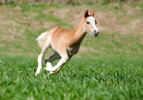 Foal Runs Stock Image Image Of Mane Brown Freedom 39327977