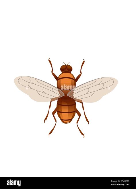 Midge Flying Insect Cartoon Fly Design Vector Illustration On White