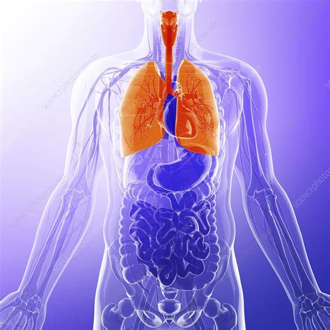 Human Respiratory System Artwork Stock Image F0087315 Science