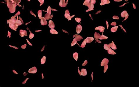 Rose Petals Wallpapers Top Free Rose Petals Backgrounds WallpaperAccess