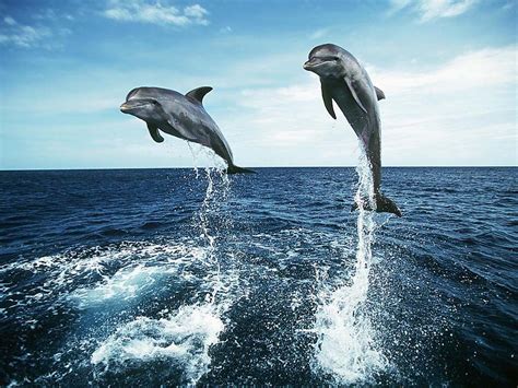 ♥ Dolphins ♥ Dolphins Wallpaper 10346679 Fanpop