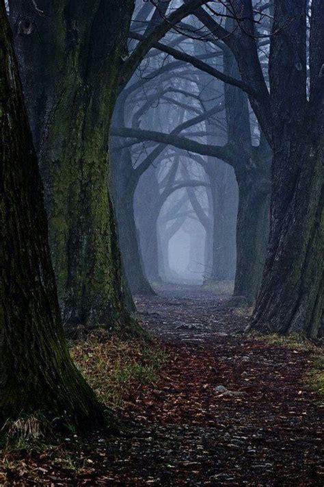 Deep Dark Forest Beautiful Photography Nature Mystical Forest