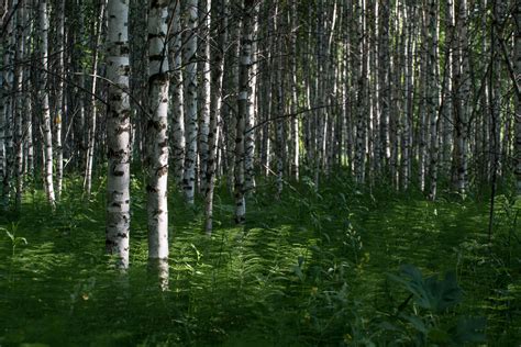 What is happening to 100 million hectares of forests in Russia ...