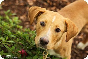 I compete with both the. Portland, OR - Labrador Retriever Mix. Meet Jelly, a puppy for adoption. http://www.adoptapet ...