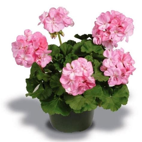 Patriot Soft Pink Zonal Geranium Plant Free Shipping