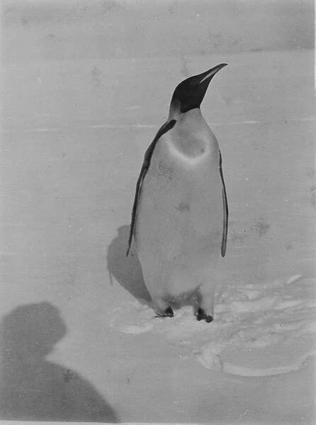 Emperor Penguin Shadow Of The Photographer In Foreground 11477147
