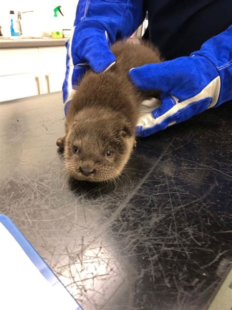 adorable otter cub is on the mend after he was found alone and crying metro news