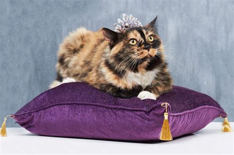 The 12 Most Expensive Cat Breeds In The World 2023