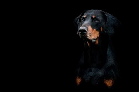 Doberman Wallpaper 63 Images