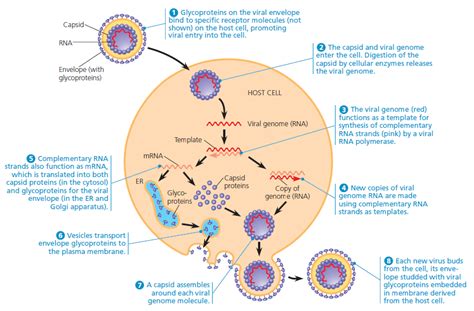 Rna polymerase i synthesizes three of the four types of rrna (called 18s, 28s the enzyme rna polymerase catalyzes the chemical reactions that synthesize rna, using the gene's dna as a. Solved: The RNA virus in Figure 17.7 has a viral RNA ...