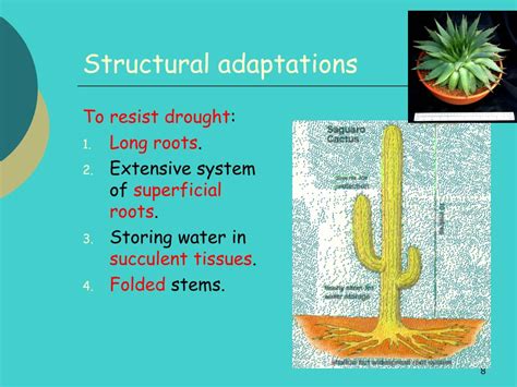 Ppt Higher Biology Powerpoint Presentation Free Download Id6772354