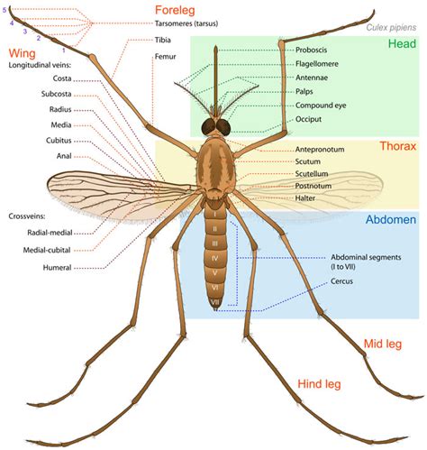 Anatomy Of A Mosquito The Animal Files