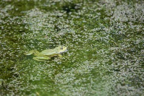 A Green Toad Frog Lies On The Surface Of A Pond Around The Frog Are