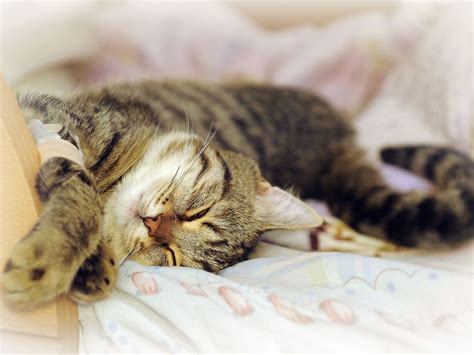 Fortunately, there are several steps you can take to. Why Do Cats Spray? We're Solving Your Cat Spraying Problem