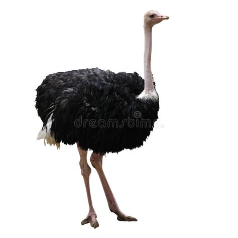 Ostrich Burying Head In Sand Ignoring Problems Stock Photo Image Of
